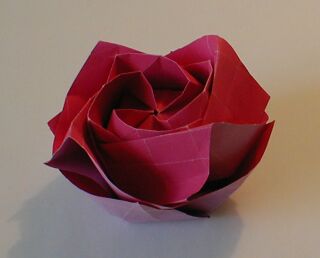 Kawasakiho růže